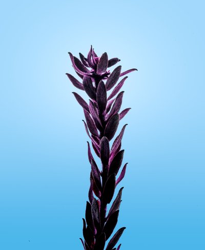 Purple Elodea by Steve Gallagher