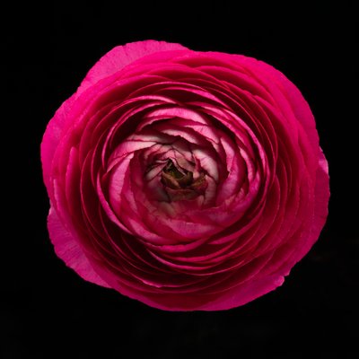 Ranunculus No. 01, 2020 by Steve Gallagher