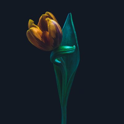 Singular tulip, 2022 by Steve Gallagher