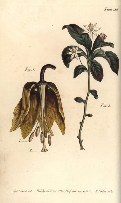 Crown imperial flower, Fritillaria imperialis, Haustrria by Sydenham Teast Edwards