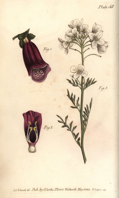 Foxglove, Digitalis purpurea, Didynamia by Sydenham Teast Edwards