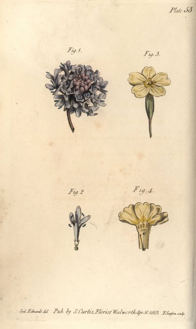 Scabious flower, Scabiosa atropurpurea, Tetrandria by Sydenham Teast Edwards
