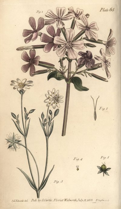Soapwort, Saponaria officinalis by Sydenham Teast Edwards