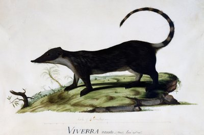 Viverra nasuta male by Sydney Parkinson