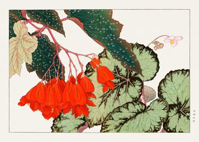 Cracklin Rosie Begonia Flower from "Seiyou Sokazufu" by Tanigami Konan