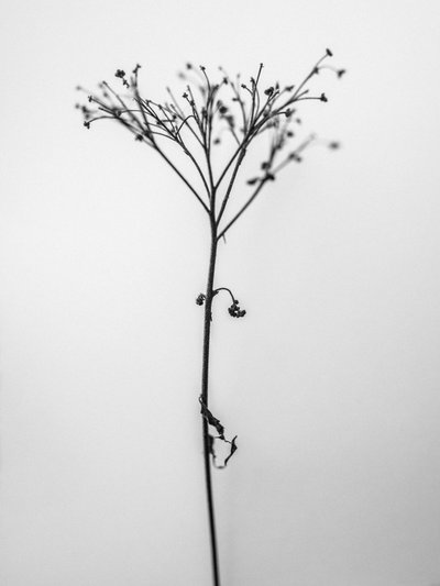 Amid the Flowers 13, 2021 by Teis Albers