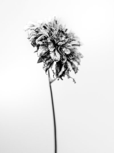 Amid the Flowers 17, 2021 by Teis Albers