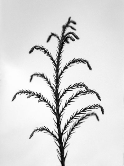 Amid the Flowers 31, 2021 by Teis Albers