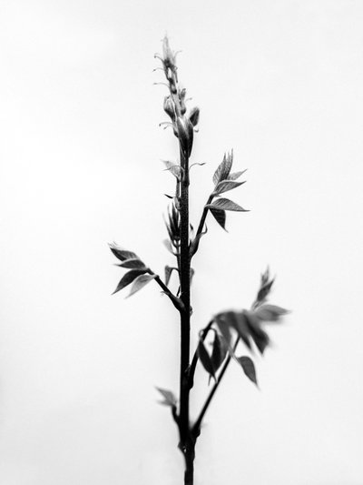 Amid the Flowers 32, 2021 by Teis Albers