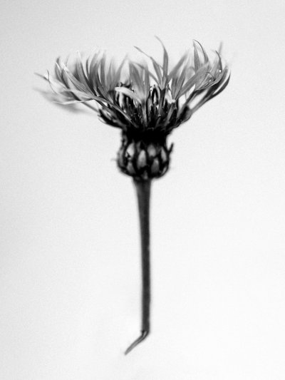 Amid the Flowers 37, 2021 by Teis Albers