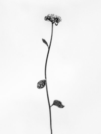 Amid the Flowers 50 by Teis Albers