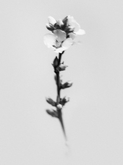Amid the Flowers 55, 2021 by Teis Albers