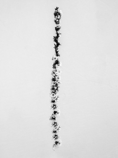Amid the Flowers 58, 2021 by Teis Albers