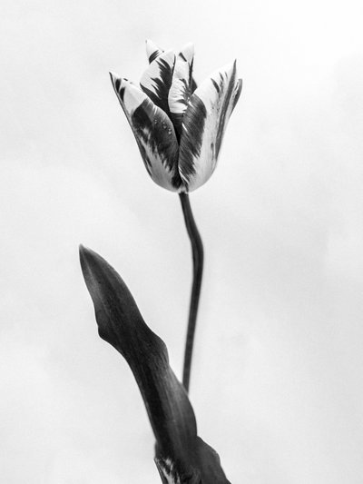 Amid the Flowers 71, 2021 by Teis Albers