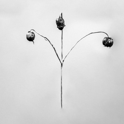 Amid the Flowers 75 by Teis Albers