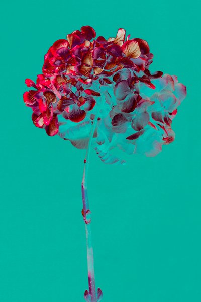 Hydrangea by Teis Albers