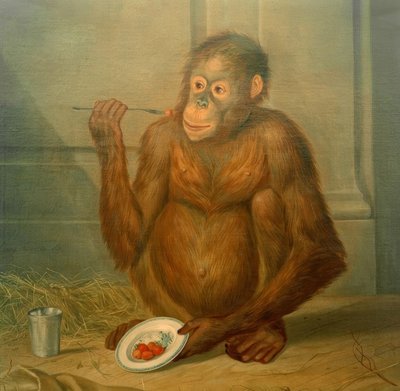 Orangutan Eating Strawberries by Tethart Philipp Christian Haag