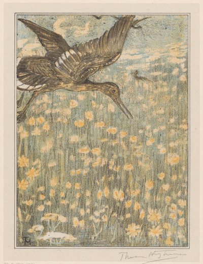 Redshank by Theo van Hoytema (signed by artist)