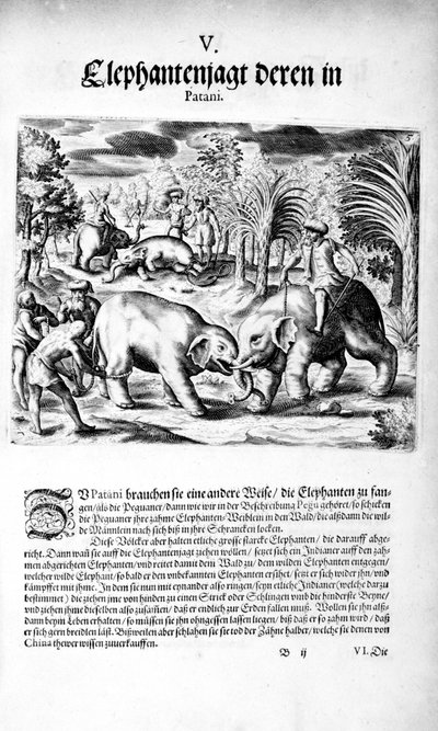 Elephants Fighting, 1606 by Theodore de Bry