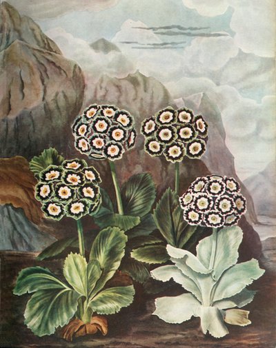 Auriculas, c1802-1821 by Thomas Baxter