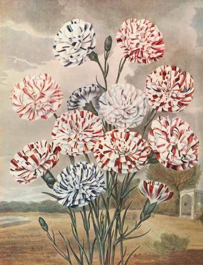 Picotees, c1802-1821, 1948 by Thomas Baxter