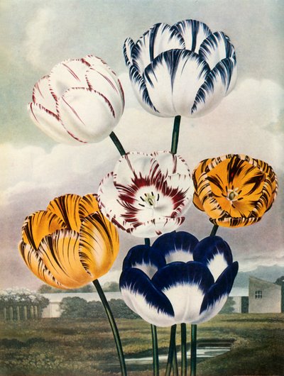 Tulips by Thomas Baxter
