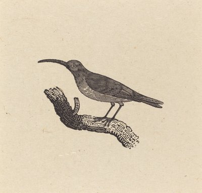 A Bird by Thomas Bewick