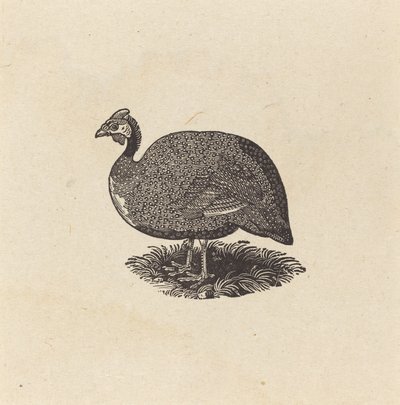 Guinea Hen by Thomas Bewick