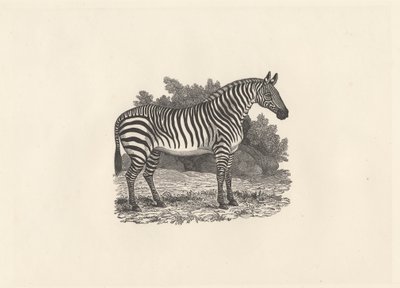 Zebra by Thomas Bewick