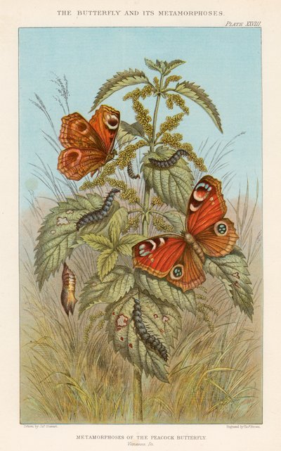 Metamorphoses of the Peacock Butterfly by Thomas Brown
