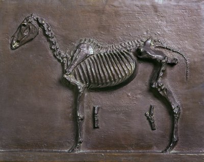 Horse Skeleton by Thomas Cowperthwait Eakins