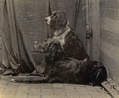 Dogs by Thomas Eakins