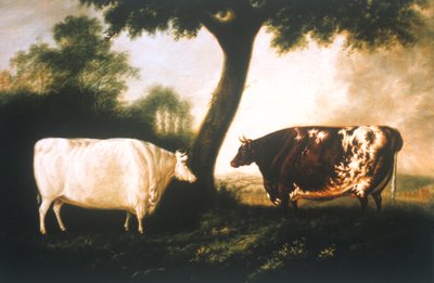 Two Shorthorn Cattle by Thomas Harrington Wilson