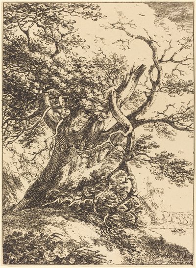 Old Tree by Thomas Hearne