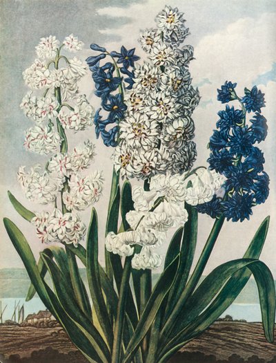 Hyacinths by Thomas Warner