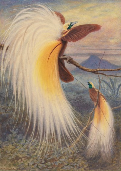 Birds of Paradise by Thomas William Wood