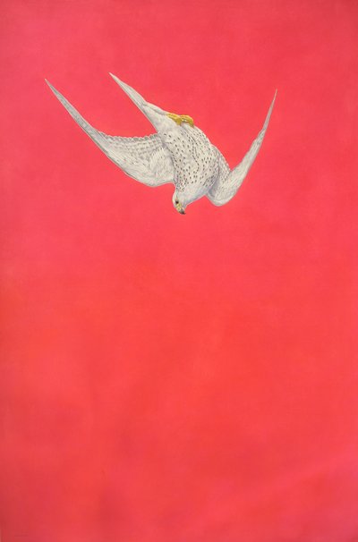 Pink Swoop; Gyr Falcon by Tim Hayward