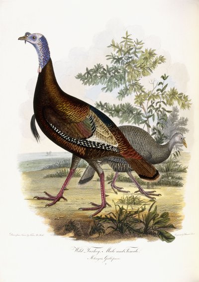 Wild Turkey, Male and Female, 1808-1814 by Titian Ramsey Peale
