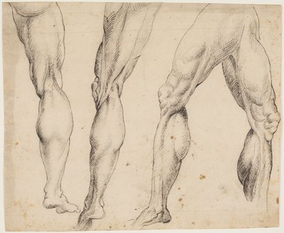 Leg. Anatomical Studies by Ubekendt