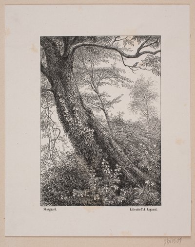 A Tree Trunk by Ubekendt