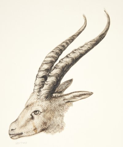 Head of a Mountain Goat by Ubekendt