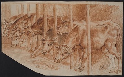 Cows from 
