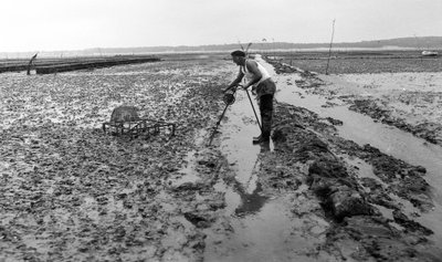 Ostreicular in Vendee Oyster August 1974 by Unbekannt
