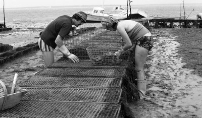 Ostregrower in Vendee Oyster August 1974 by Unbekannt