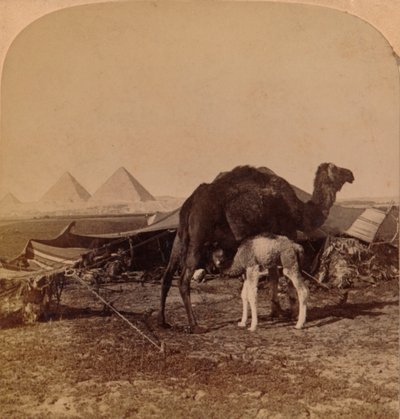 A Baby of the Desert, Egypt, 1896 by Unbekannt
