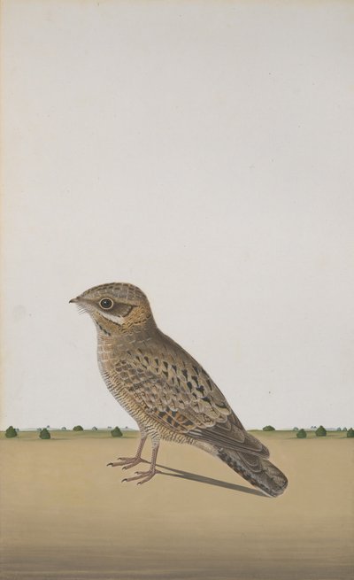 A Common Indian Nightjar Caprimulgus Asiaticus by Unbekannt