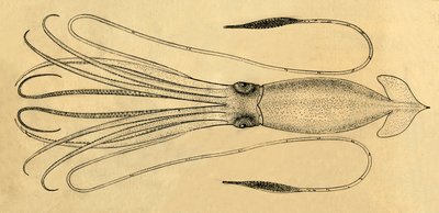 A Diagram of the Giant Squid by Unbekannt