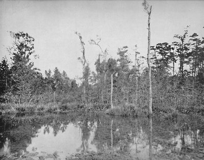 A Louisiana Swamp by Unbekannt