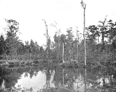 A Louisiana swamp, USA by Unbekannt