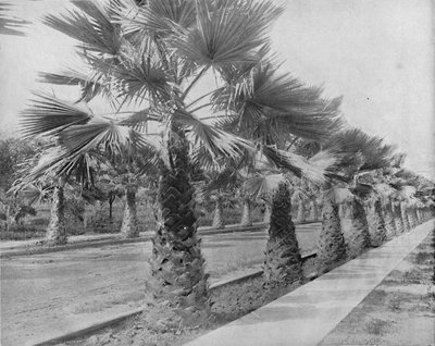 A Palm Avenue in Los Angeles, Cal. by Unbekannt